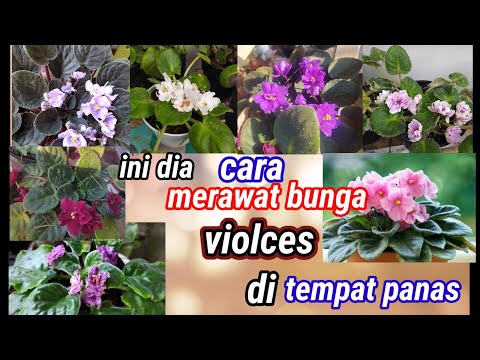 Video: Menanam Benih Violet Afrika: Cara Memulakan Violet Afrika Daripada Benih