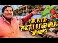 Как и где растёт клубника зимой?