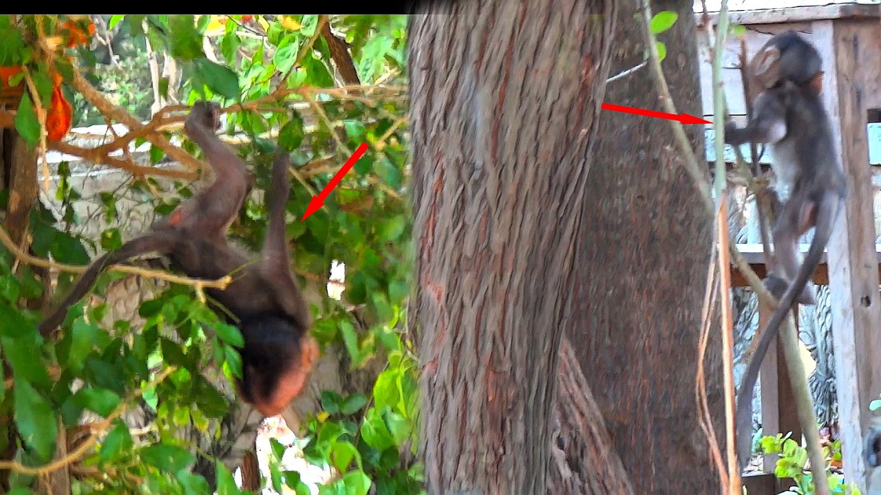 It looks really funny, the little monkey jumping up and down happily with its head down.