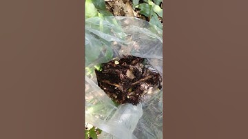 cây tắc kè đá (cốt toái bổ)