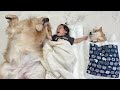 1歳児と寝ている豆柴が羨ましくて隣に寝にくるゴールデンレトリバーが可愛いすぎました...