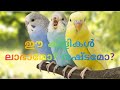 Love birds malayalam ലൗ ബേർഡ്സ് ലാഭകരമാണോ?? 2 ബെർഡ്‌സിൽ നിന്നും 6 മാസം കൊണ്ടു 9 ബേർഡ്സ് ആയ കഥ 👍👍