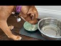 Everything My Dog Ate For Valentine’s Day!