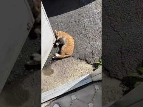 태용이 인스타에 올라온 치즈냥🐱(부럽다 애기야.....)