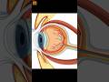 Eyes Closed, Yet You See Light? #shorts #eyefacts #FactuaLize_07 #facts #viral