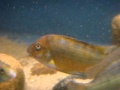 Petrochromis kazumbe kigoma
