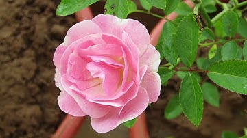 Emily Climbs | 8. Not Proven | Audiobook