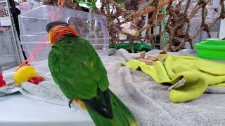 Gilly and Kyle out and about on the play stand 🥰 by Providence Meadow Caique Sanctuary 167 views 1 day ago 5 minutes, 45 seconds