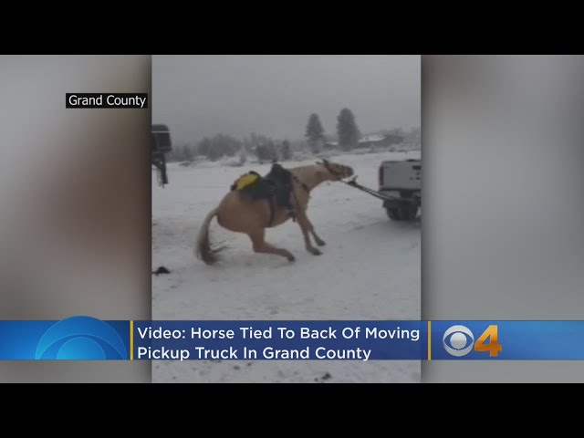 Colorado Pair Charged With Animal Cruelty After Horse