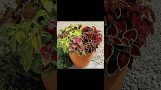 20+ best houseplants combinations that you can grow in one pot