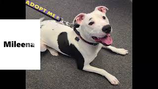 Bobbie's Pit Bull Rescue's 2022 Adoptions Video