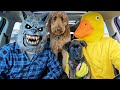 Puppy SAVES Rubber Ducky From Wolf with Car Ride Chase!