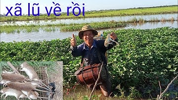 mới xã lũ về đồng lúa chuột ếch quá nhiều