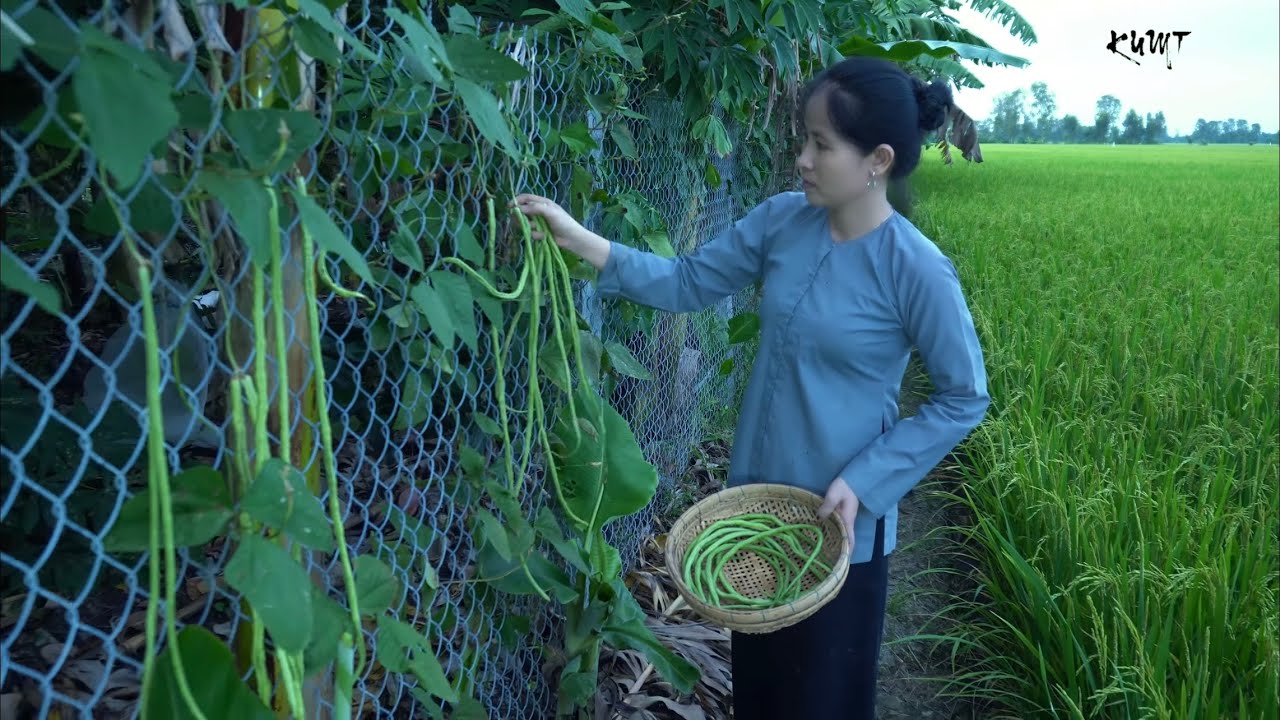 Đậu đũa xào thịt ba rọi bữa cơm tối của Nông Dân Miền... - youtube