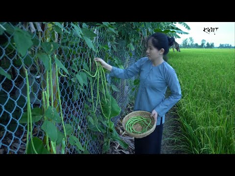 Video Đậu đũa xào thịt ba rọi bữa cơm tối của Nông Dân Miền... - youtube