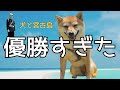 犬と泊まれる宮古島ホテルが優勝すぎた｜ホテルブリーズベイマリーナ