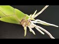 Trichocentrum 蘭花氣根就這樣一直生長