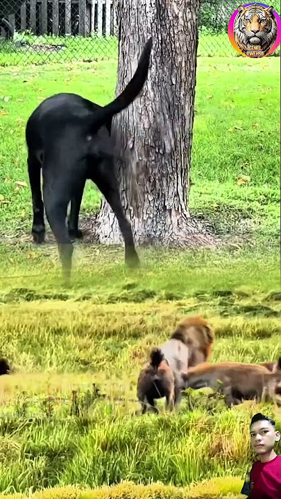 singa jantan di keroyok puluhan Haina anjing dan tupai bermain #animals #shorts