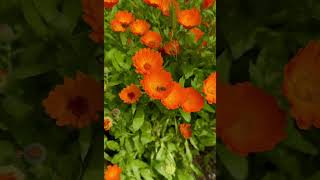 #daisy #orange #flowers