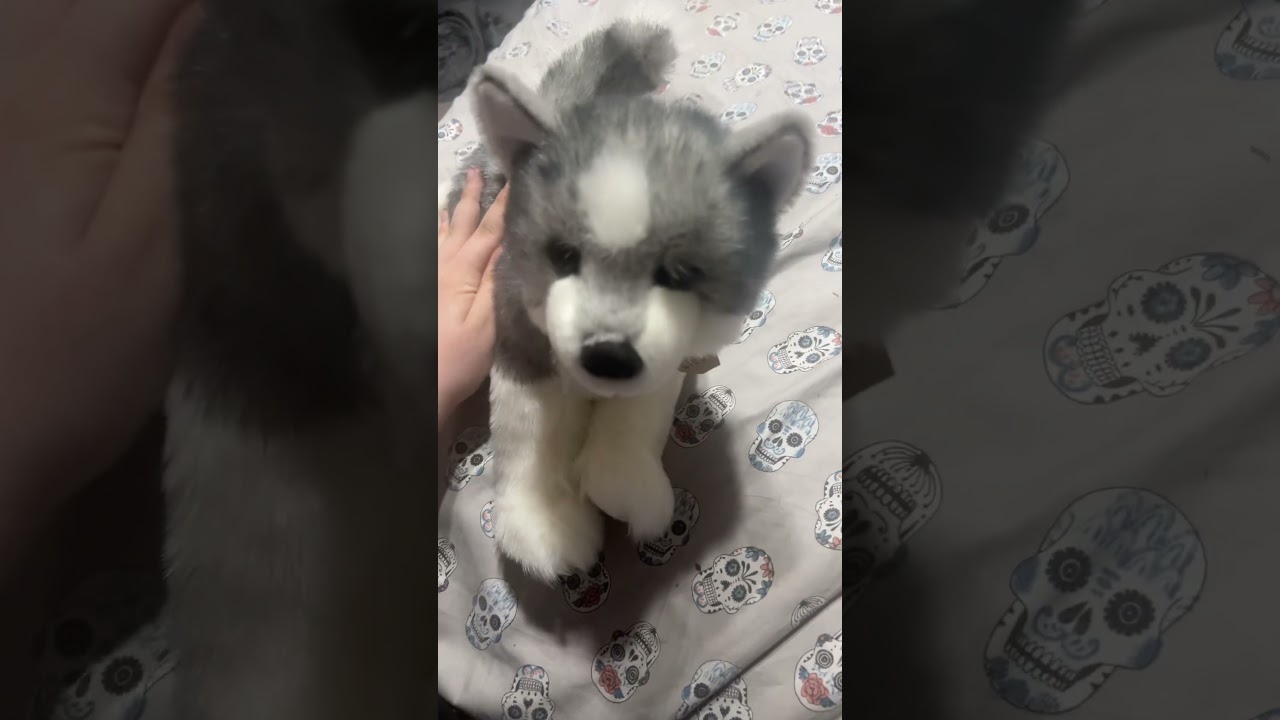 #douglasdog #douglascuddletoys #plushie #plushdog #essacommunity  #essa #husky #plushcollector
