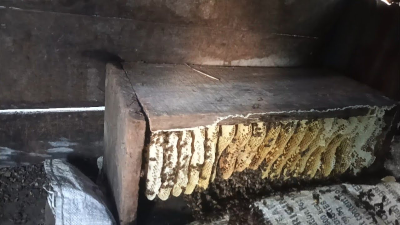 Harvesting Honey Bee