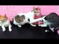 うメス子猫のおっぱいを吸オス猫 || 見たことないご馳走をおもてなしされた猫の反応がかわいすぎました