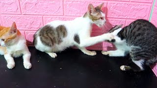 Male cat sucking the boobs of a female cat by Neos Home 2,417 views 1 year ago 12 minutes, 31 seconds