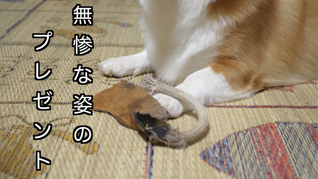 アインとおじさん第68話　「おもちゃは壊すもの」by アイン