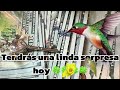 🔴COLIBRI aleja todo mal y trae prosperidad | escucha solo una vez