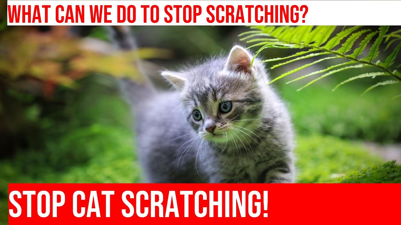 Prevent Cat Scratching Solutions to Keep Your Furniture Safe YouTube