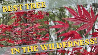 Fireglow Red Japanese Maple Compilation