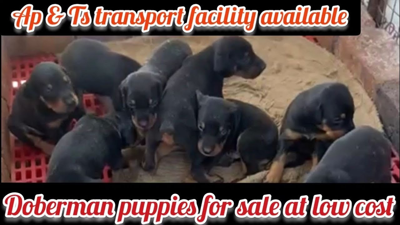 Doberman puppies for sale9573948195Hyderabaddog market in Hyderabad YouTube
