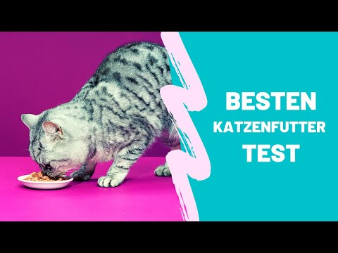 Video: Katzenfutter Der Economy-Klasse: Eine Liste Der Besten Preiswerten Marken, Zusammensetzung, Bewertungen Von Tierärzten Und Besitzern