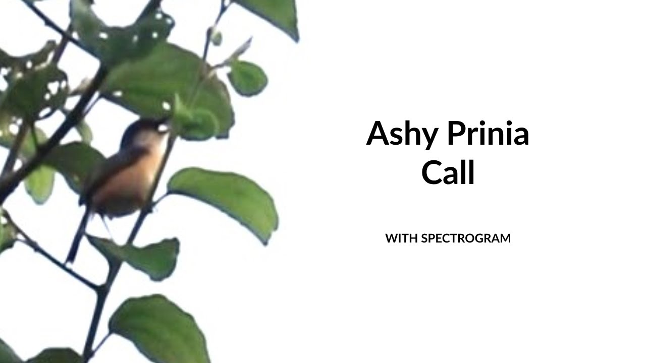 Call of Ashy Prinia | With Spectrogram | Bengali Name ছাই ফুটকি বা ছাইটুনি | Bird Song 49 | Type 2