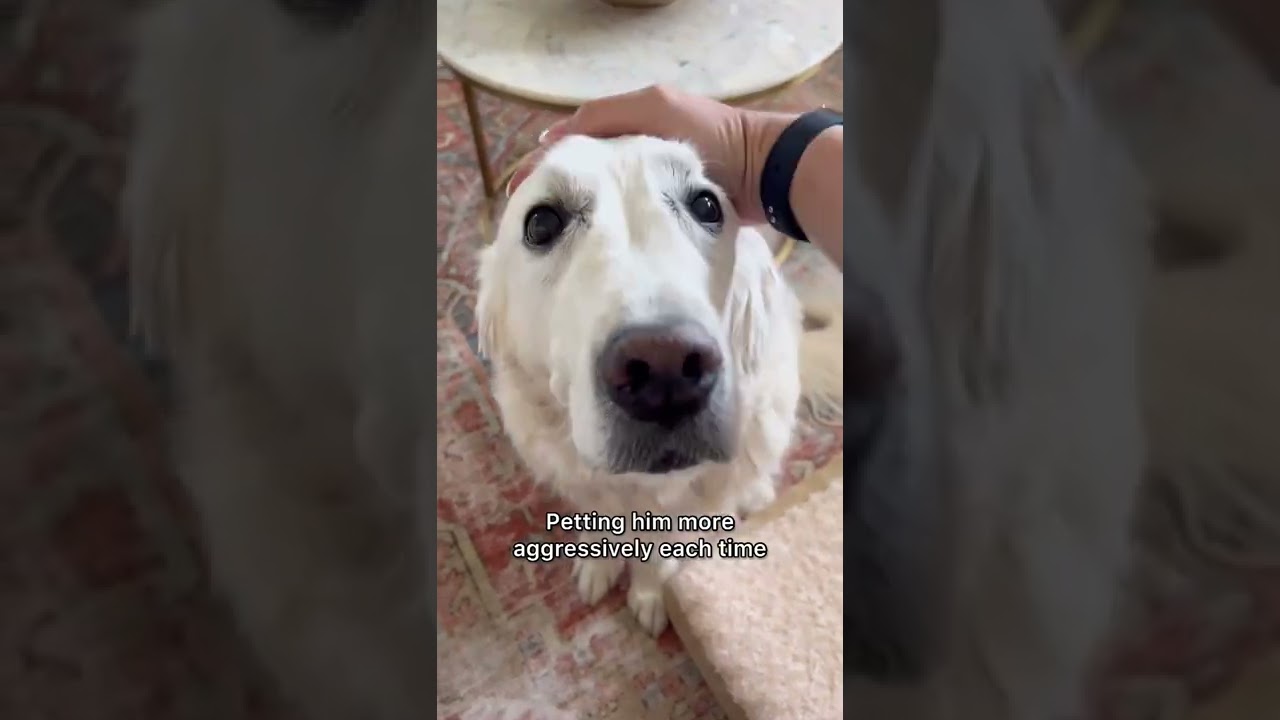 Petting My Dog Aggressively