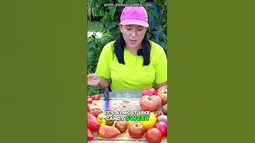 Taste Testing 3 Different Micro Dwarf Cherry Tomatoes