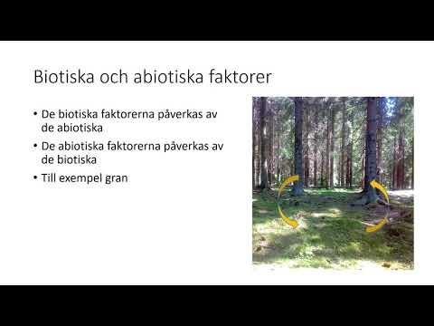 Video: Är floder abiotiska?