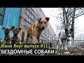 Женя Якут бомж блоггер - выпуск №11 "БЕЗДОМНЫЕ СОБАКИ"