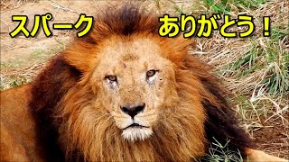 スパーク、ありがとう！　～スパークが旅立ちました～　Lion (ライオン)　多摩動物公園 by && tamaoyaji 7,341 views 1 month ago 15 minutes