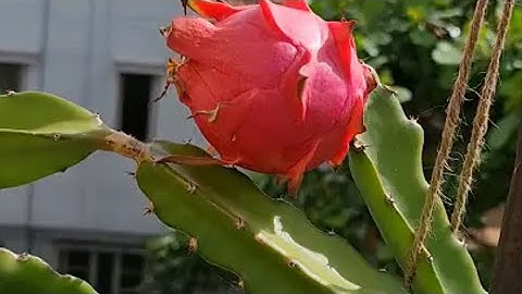 "Cactus Growing Time Lapse 🌵 | From Seed to Beautiful Plant"