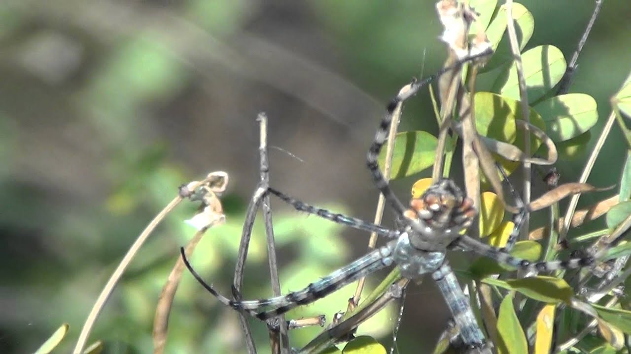 Аргиопа Брюнниха (Argiope bruennichi)
