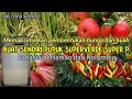 Buah jadi super buat sendiri pupuk superverde super p rahasia pertanian organik kolombia 2