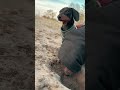 Las reliquias del Desierto 🌵🐫🐶