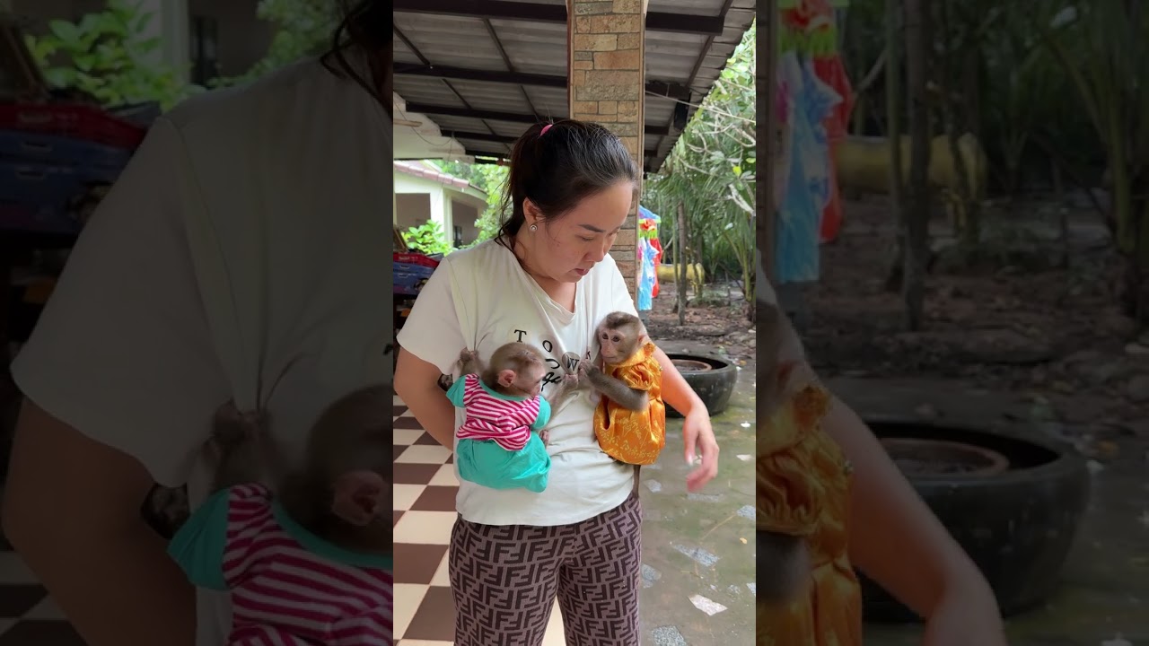 Obedient Baby Monkey