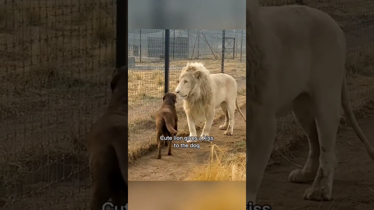 These heartwarming images capture the extraordinary bonds formed between animals .