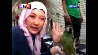 burung kaka tua pintar "assalamualaikum"