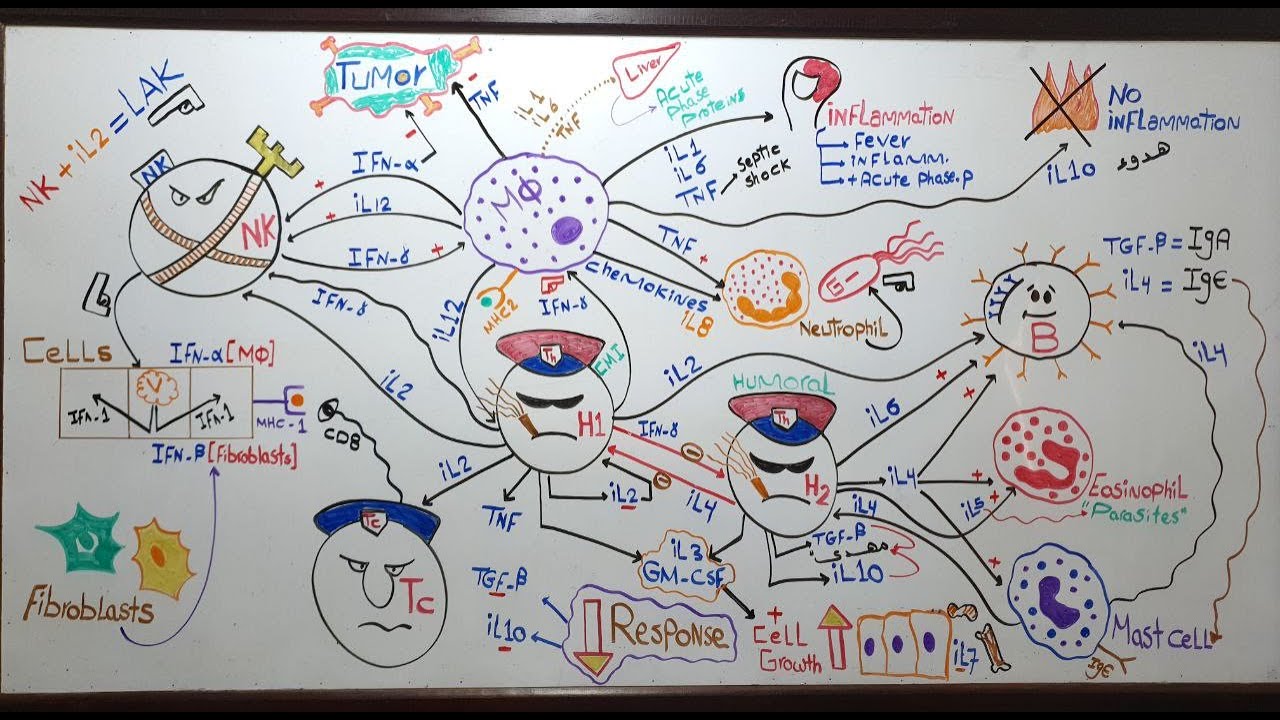 Cytokines (Lecture 21) (Module 309)