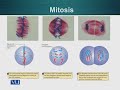 GEN732 Advanced Cytogenetics Lecture No 4