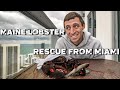 Maine lobster rescue from miami