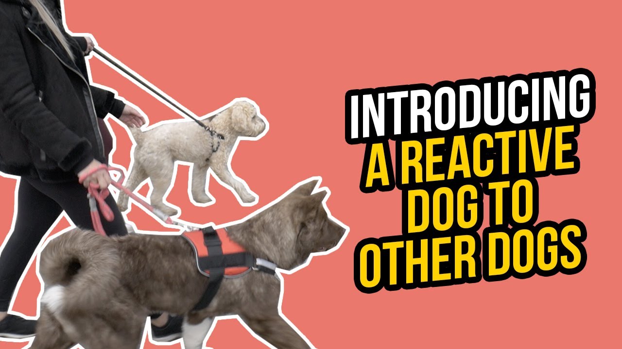 HOW TO INTRODUCE A REACTIVE DOG TO OTHER DOGS - YouTube